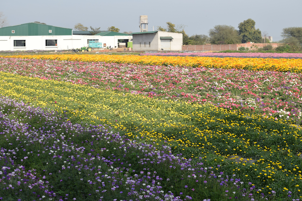 SDARL Blog Day 9 Punjab University and Flower seed farming