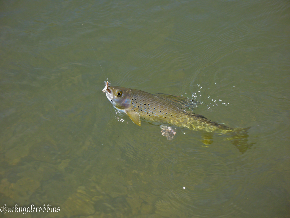Chuck RobbinsOutdoors Fly Fishing Montana Grayling