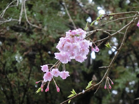 妙本寺枝垂れ桜