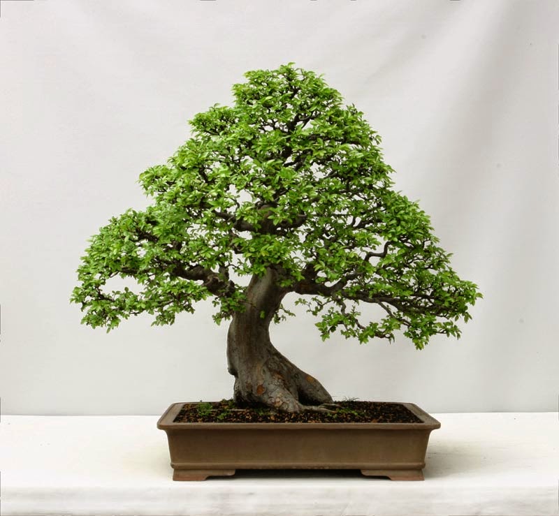 Chinese Elm Bonsai