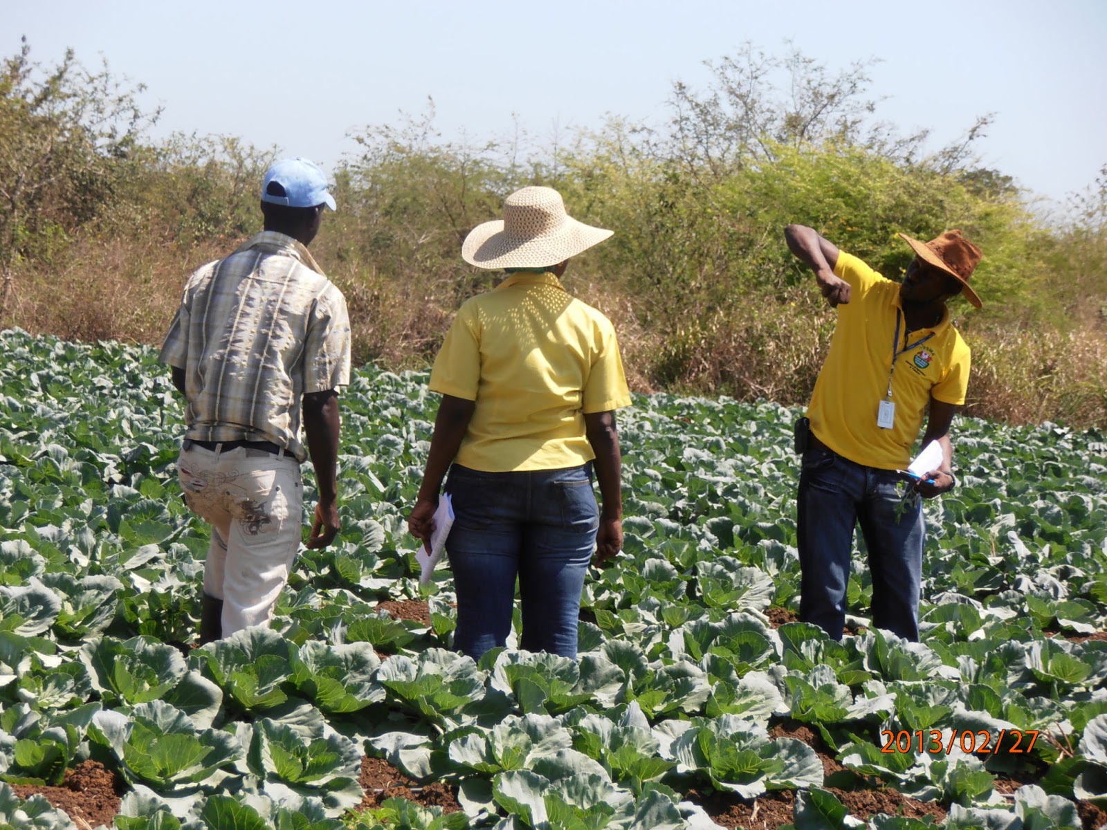 Farmer Jamaica Organization Feed Jamaican Campaign