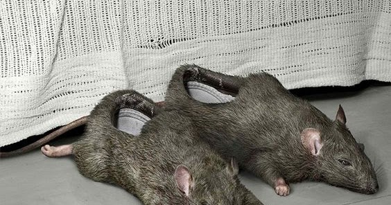 rat slippers for sale