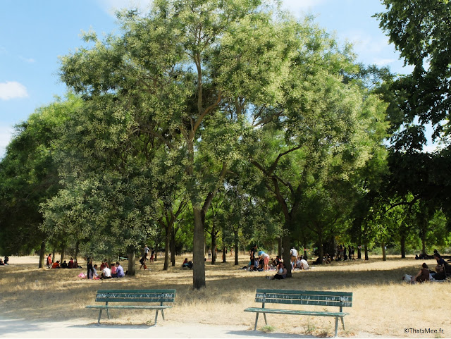 Bois de vincennes arbre