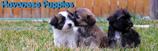 havanese puppies for adoption