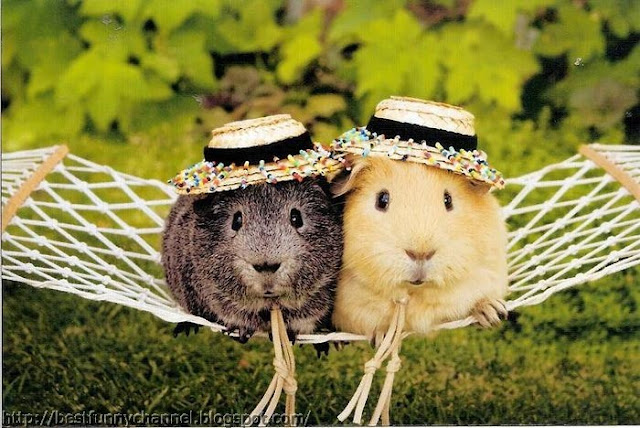 Two funny  Guinea pigs in a caps.  