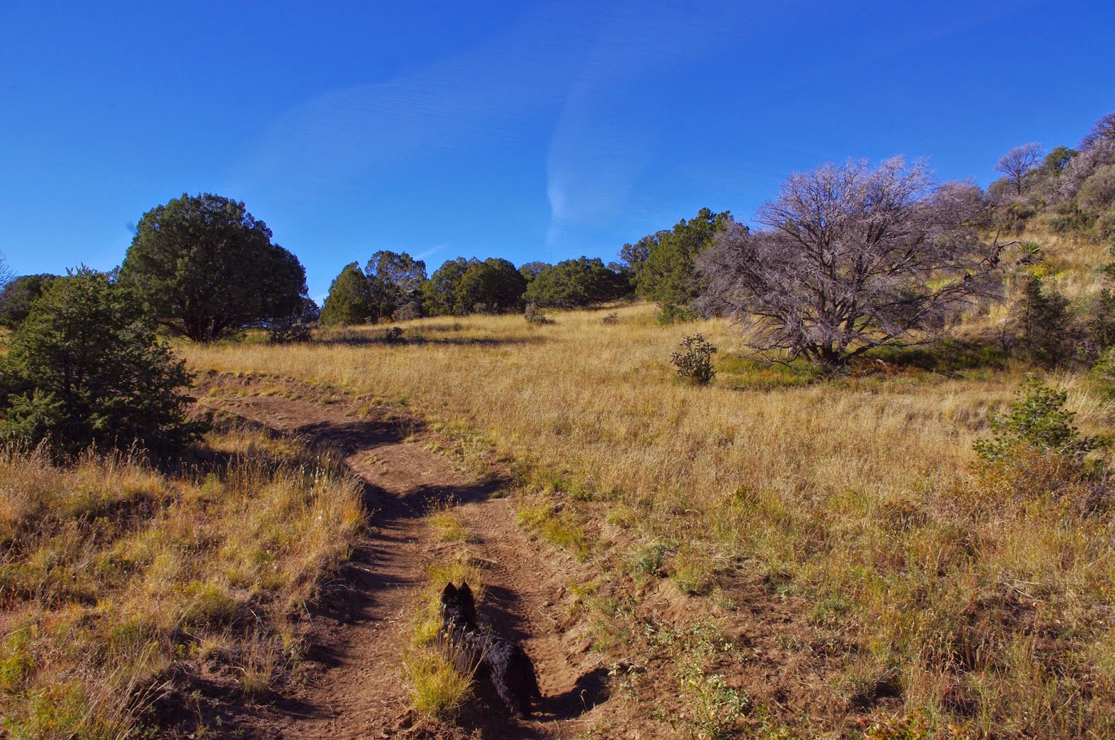 Southern New Mexico Explorer "A" Trail ( FT 119) Lincoln National Forest