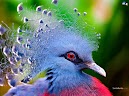 Backyard Birding Wallpapers
