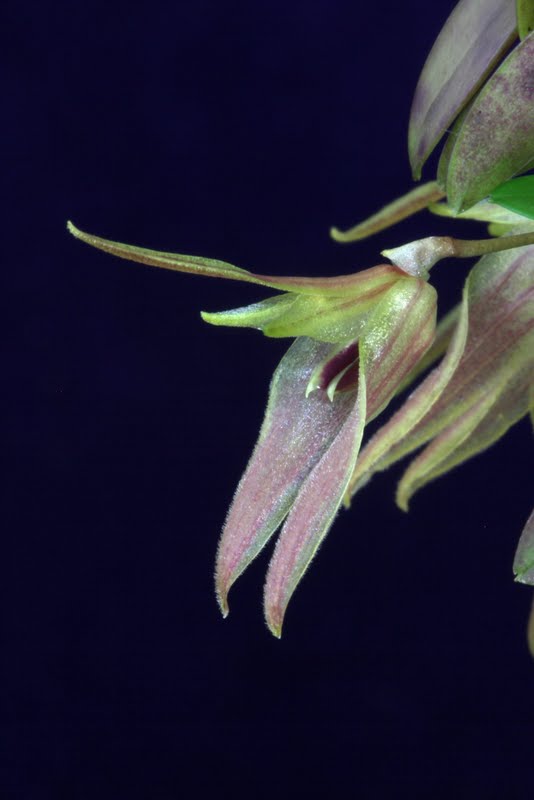 orchids-in-bloom-barbosella-australis
