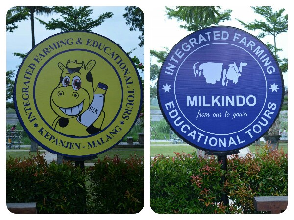 Milkindo : Wisata Edukasi Sapi Perah di Kepanjen Malang yang Instagramable