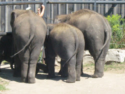 THE 3 ELEPHANTS