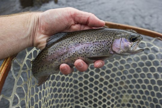 Hiwassee average rainbow trout