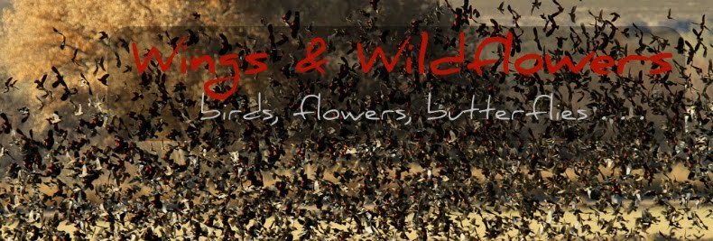 Wings & Wildflowers