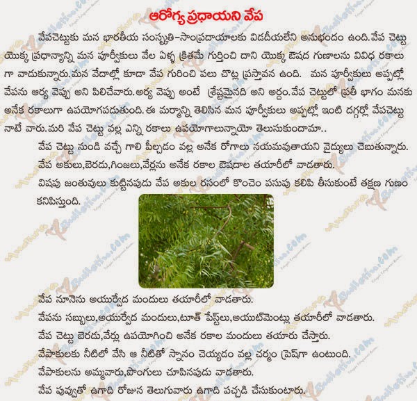 TELUGU WEB WORLD ADVANTAGES OF NEEM TREE