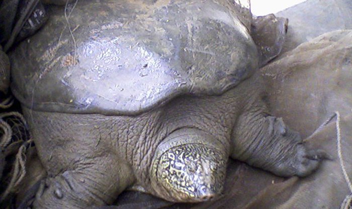 15 Animals That Are In Danger Of Extinction (Unless We Try To Protect Them) - Yangtze Giant Softshell Turtle