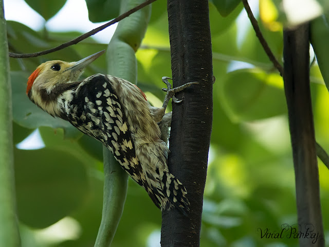 Mahratta Woodpecker