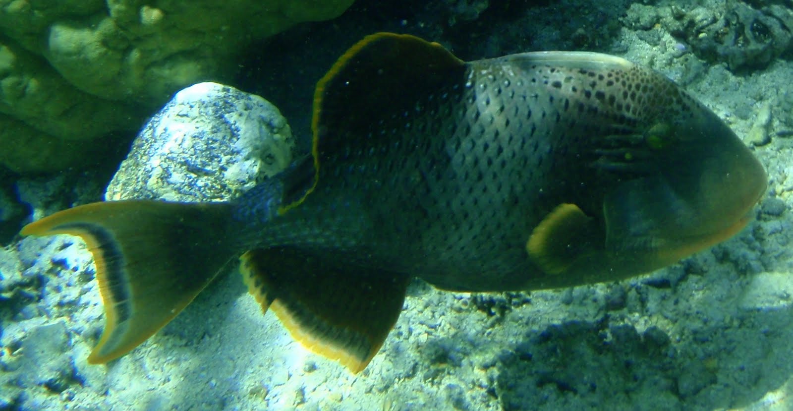 CH'TI TAHITI La Faune Polynésienne