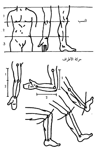 النسب في جسم الانسان النسب في جسم الانسان