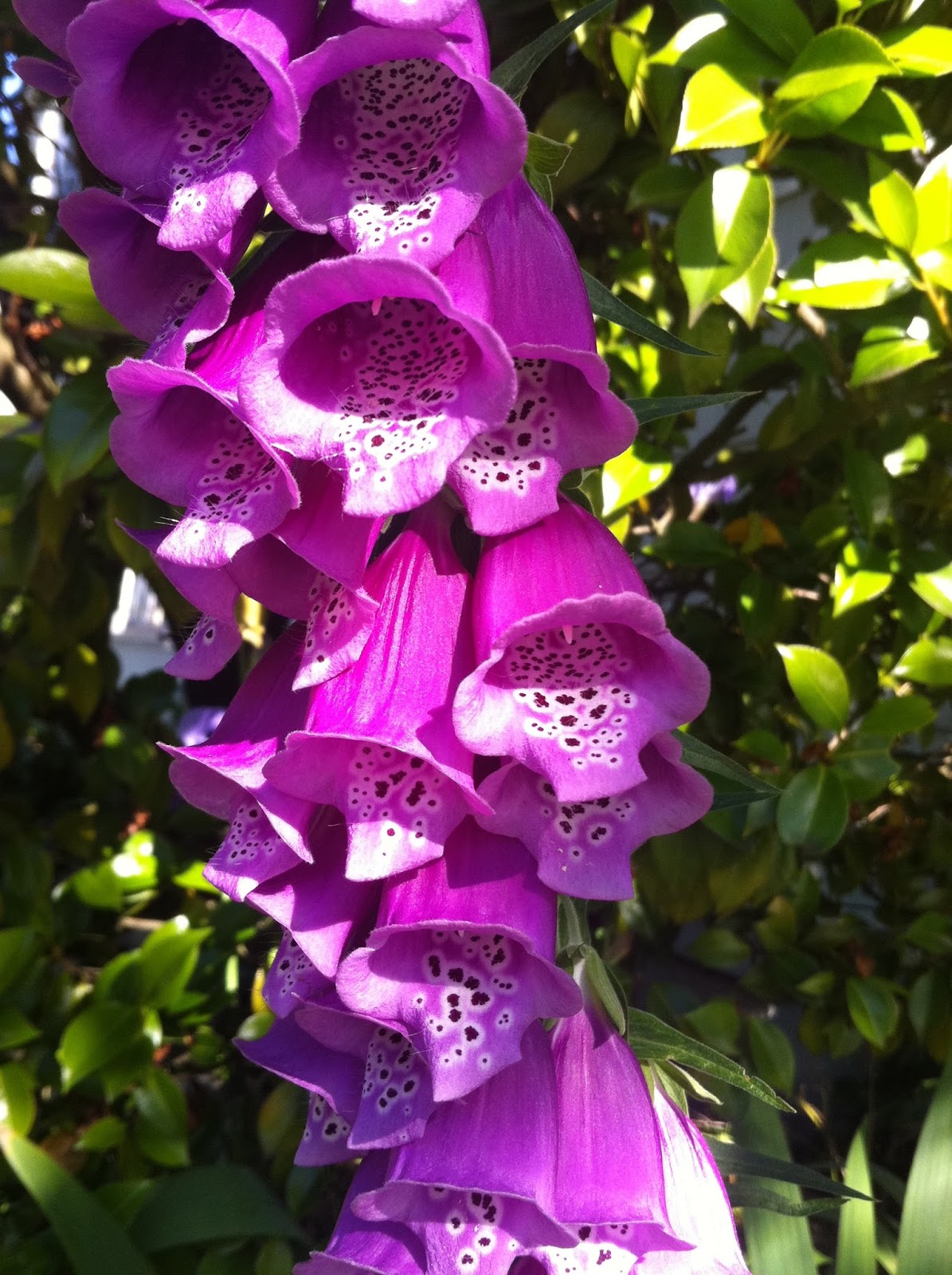 FOXGLOVE FLOWER photos - wallpapers | the fun bank