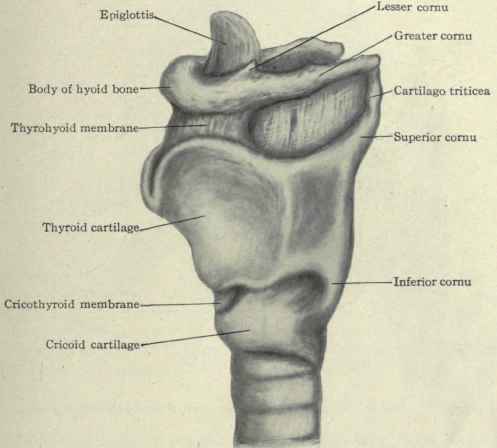 unknown facts: The hyoid bone is the only bone in the human body not