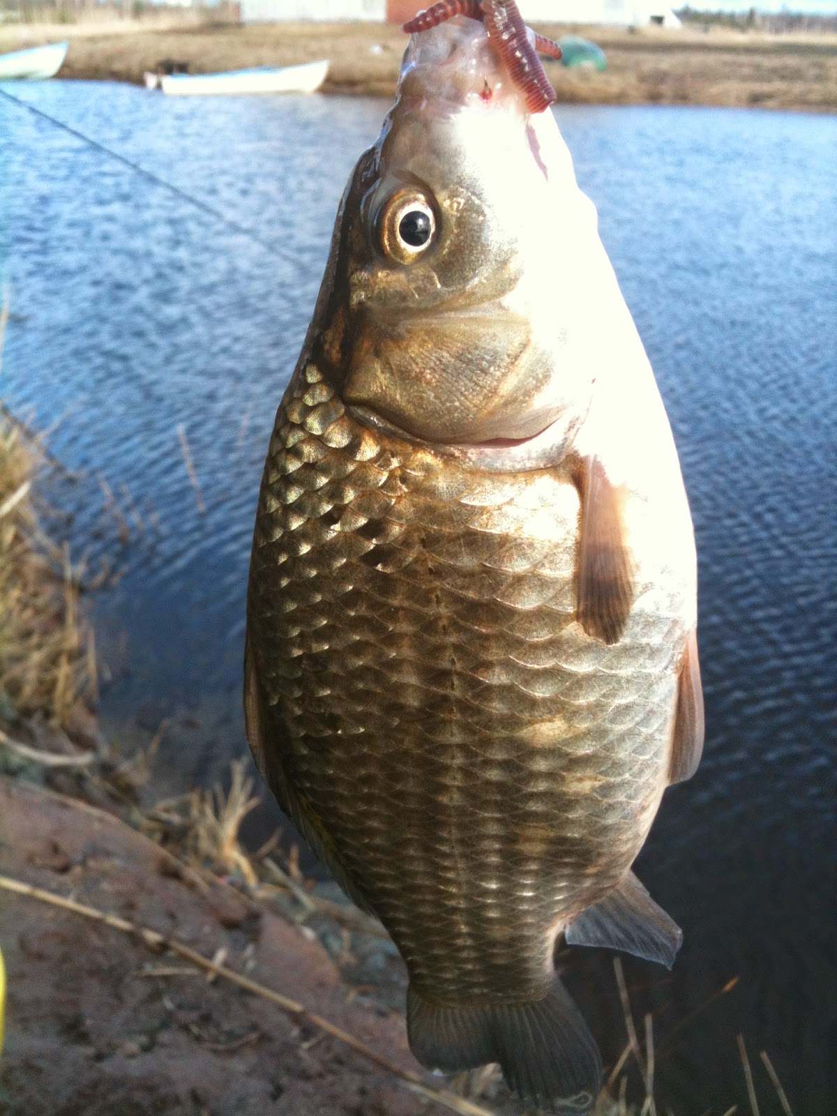 Карась обыкновенный золотой. Карась золотой carassius carassius. Карась обыкновенный carassius carassius. Как выглядит рыба карась. Карась золотой carassius carassius.