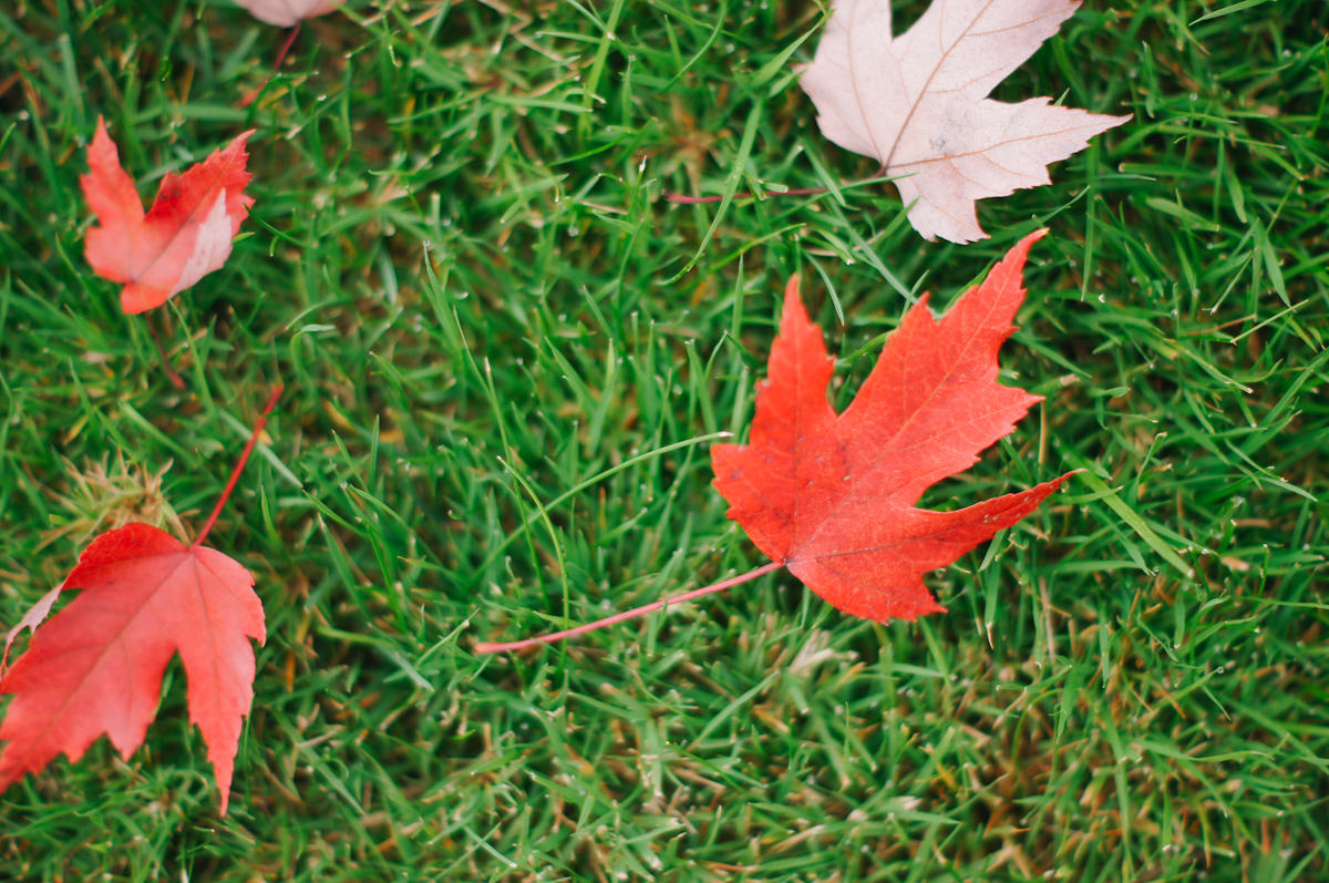 Ribbons Down My Back Hello, Fall.