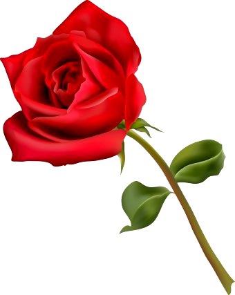 gambar bunga mawar 19