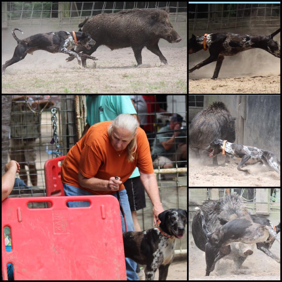Blood Trail Dogs East Texas Hog Baying Championships 5/2017