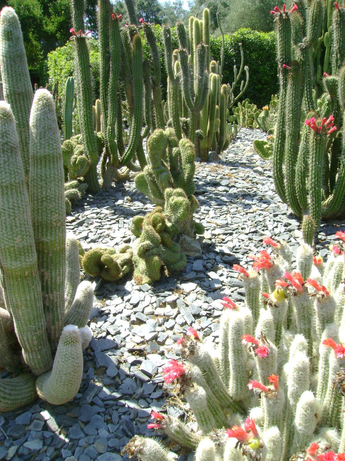 Late to the Garden Party: Wednesday Vignette: Cactus Garden at Lotusland