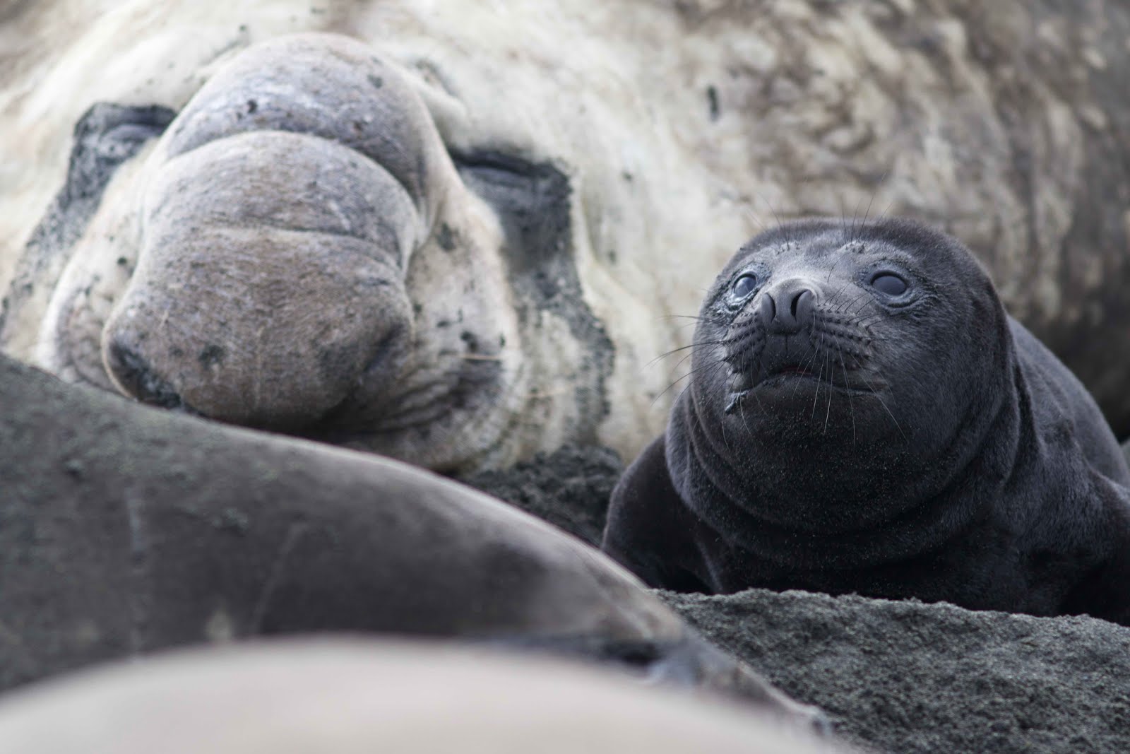 UN AUVERGNAT A 46° SUD Septembre, et les premières naissances d