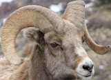 Tipe-tipe domba penghasil daging dan woll