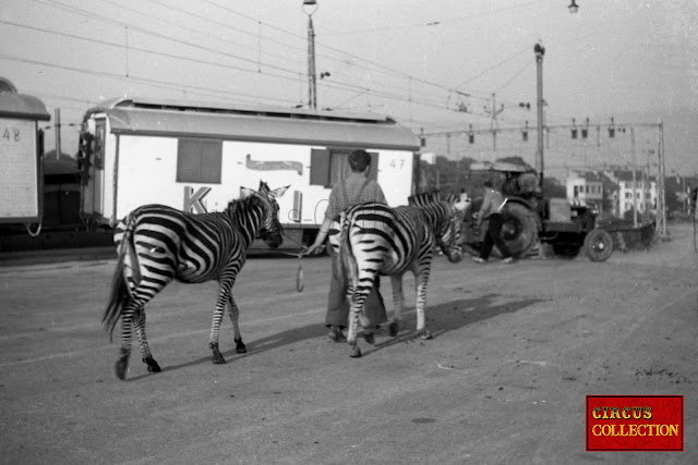 Roulottes et zebres a la gare 