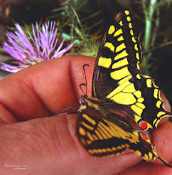 Mariposa Papilion