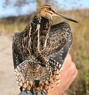 Wilson's Snipe showing spread tail