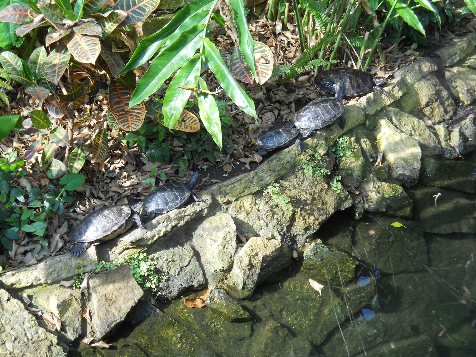 Volker Gardening Plants and Science! Turtles at Des Moines Botanical