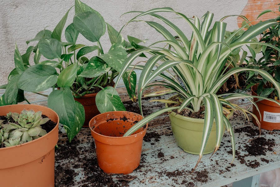 Plantas que purifican el aire de tu casa