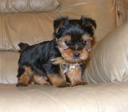 Cute Puppy Dogs: Teacup Yorkshire Terrier Puppies