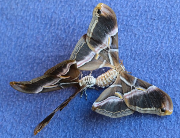 The Silkmoth Spinner: Moths