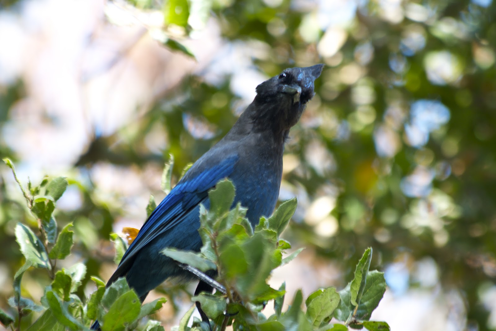 Wild Birds of California Bold and curious at Rancho San Antonio