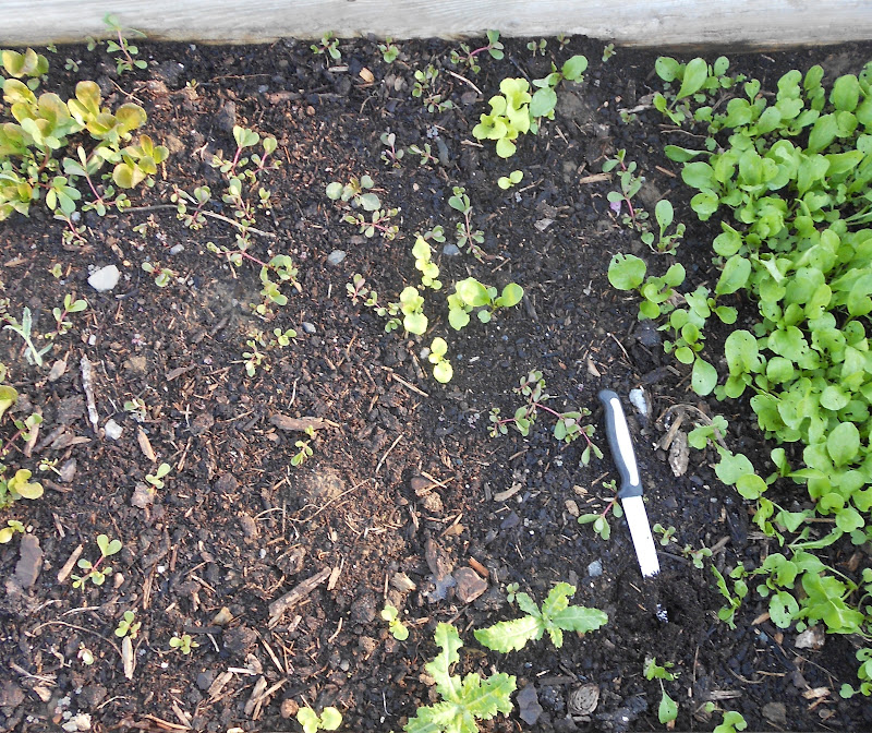 From Seed to Scrumptious Black Seeded Simpson Lettuce