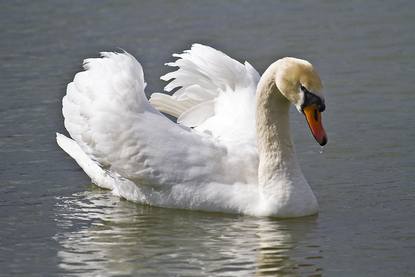 PETER'S PORTFOLIO..............Bird & Wildlife Photography Mute Swans