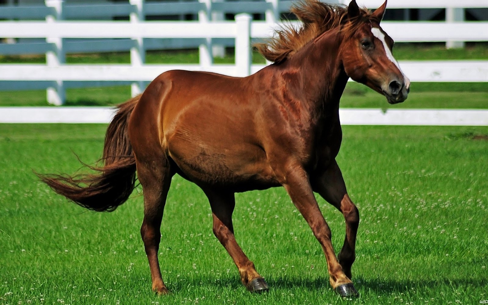 Unique Wallpaper 24 fotos de caballos para wallpapers Free horses photos