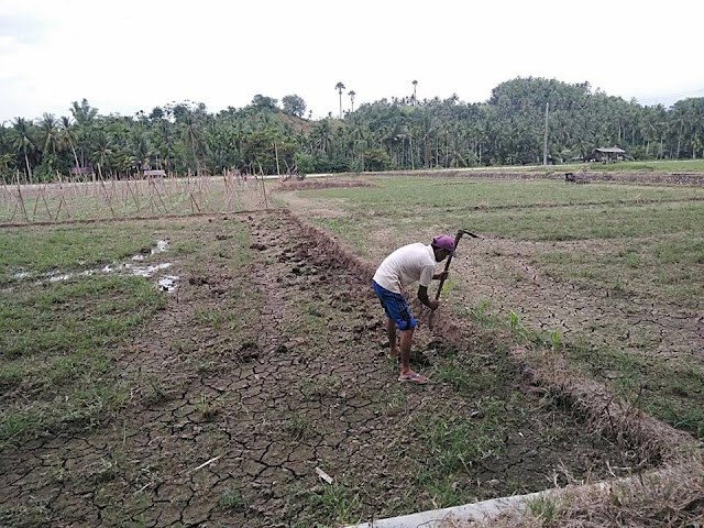 Kecamatan Peusangan Siblah Krueng Merindukan Irigasi Yang Kian Jauh Dimata Lokasi: Lueng Daneun
