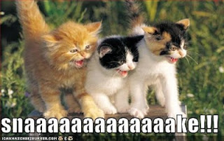 funny cute cat pictures,funny cute cat wallpaper,funny cat photos,free download funny cat photos