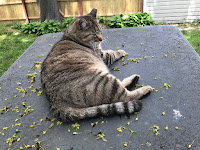 Patty's perch, on top of the feeding station