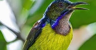 2 Jenis Pakan Kolibri Kelapa Serta Jenis Dari Pakan Tambahannya