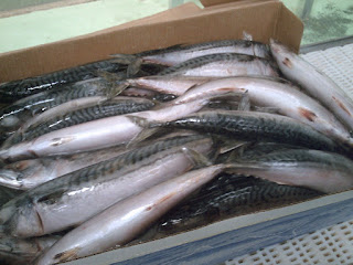 distributor ikan laut segar muara angke