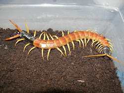 centipede giant scolopendra heros wikipedia animals desert millipede centipedes headed facts difference care arizona commons keeping common john sonoran chilopoda