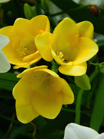 Yellow freesia Centennial Park Conservatory 2015 Spring Flower Show by garden muses-not another Toronto gardening blog