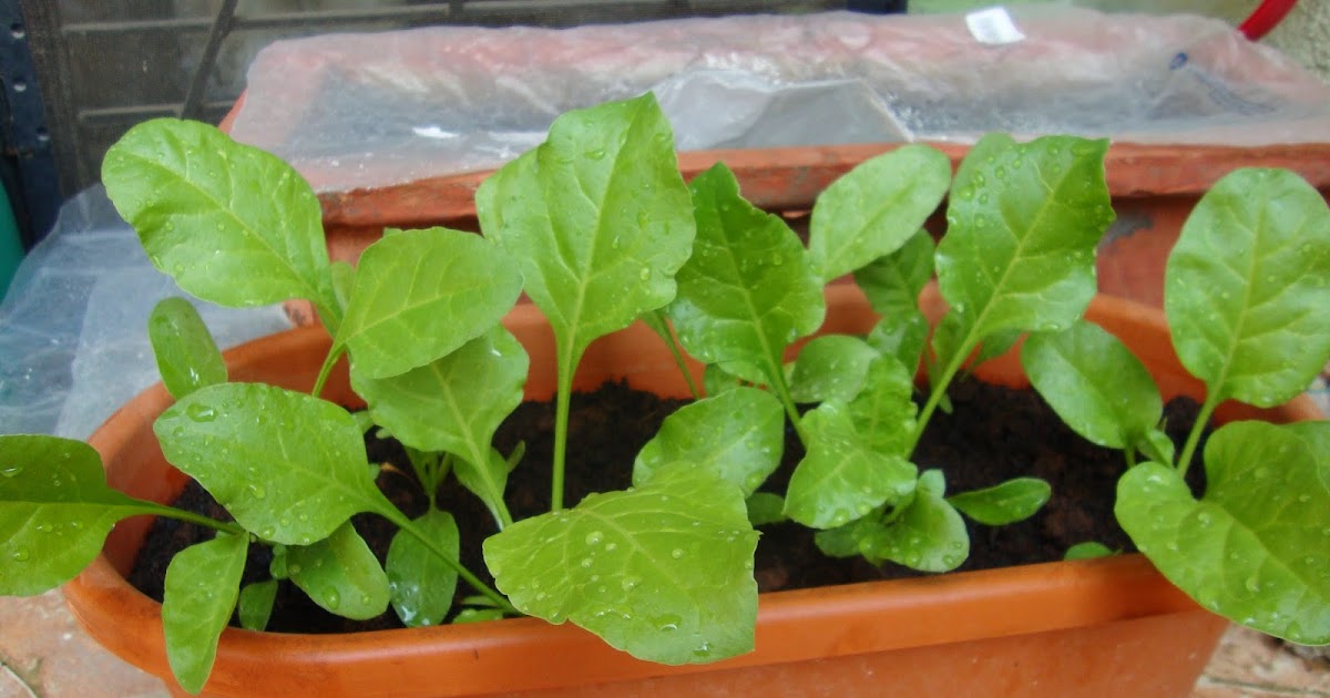 Urban Gardens and Crafts Growing Spinach in container at balcony