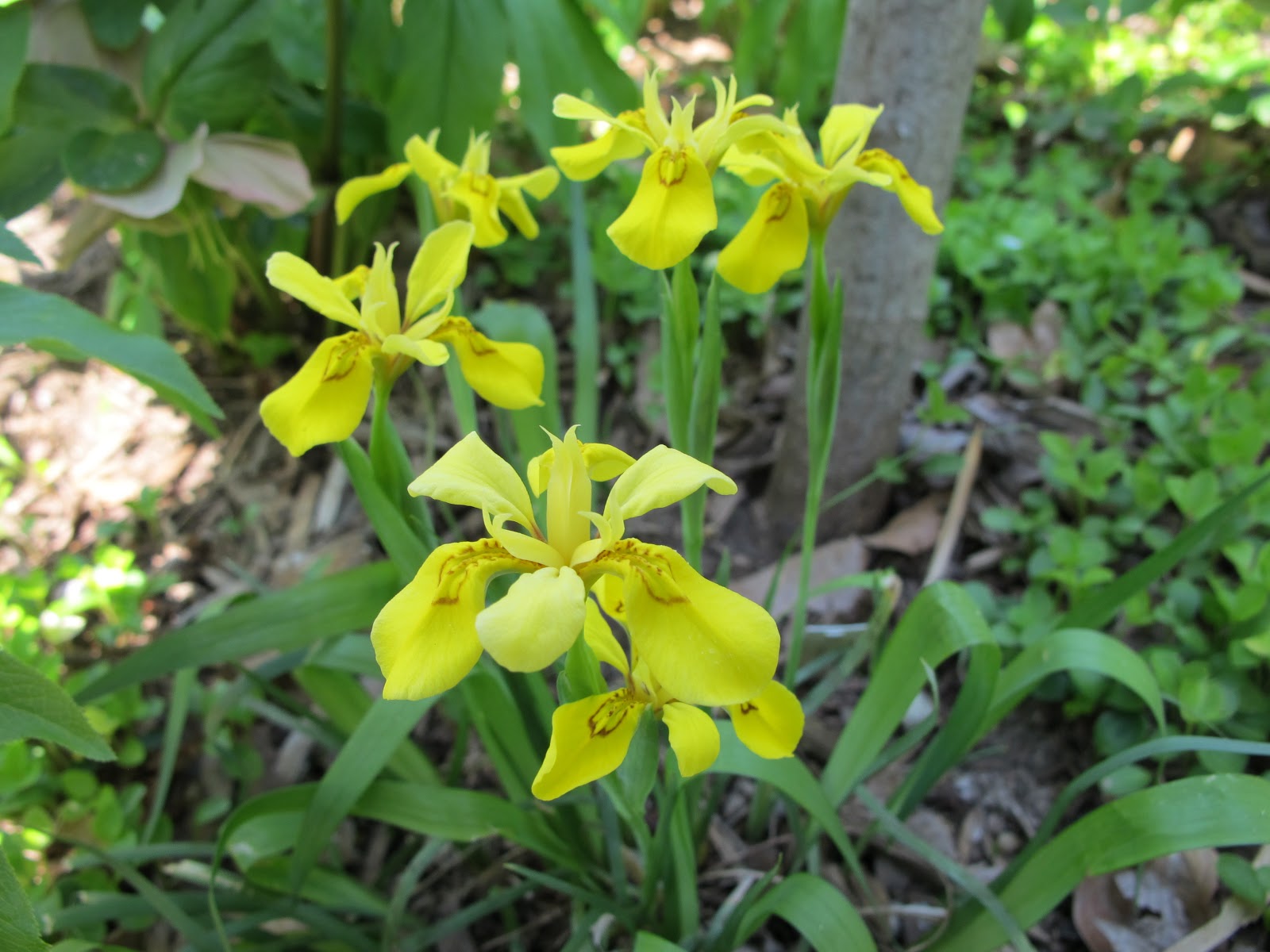 World of Irises The Korean Iris by Jim Murrain